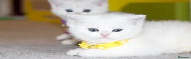 British Shorthair 1