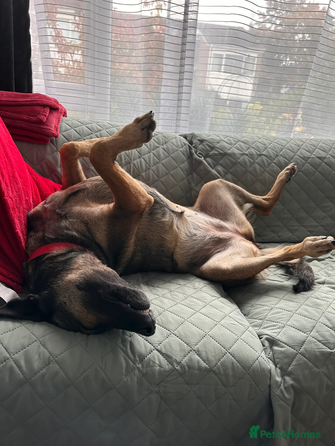 Belgian Shepherd Dog dogs for sale: 5 years old Belgian Shepherd Malinois  - Advert 5