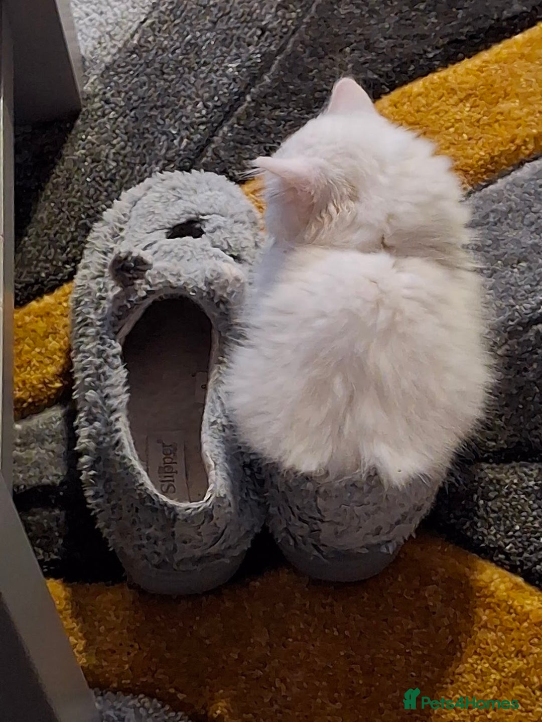 Persian cats for sale: Beautiful Nine week old Turkish Angora Female - Image 14