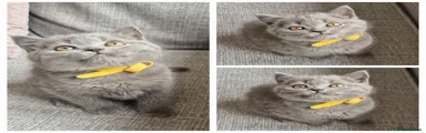 British Shorthair Kitten 3