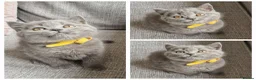 British Shorthair cats for sale: BRITISH SHORTHAIR KITTENS,GCCF PEDIGREE REGISTERED - Advert 9
