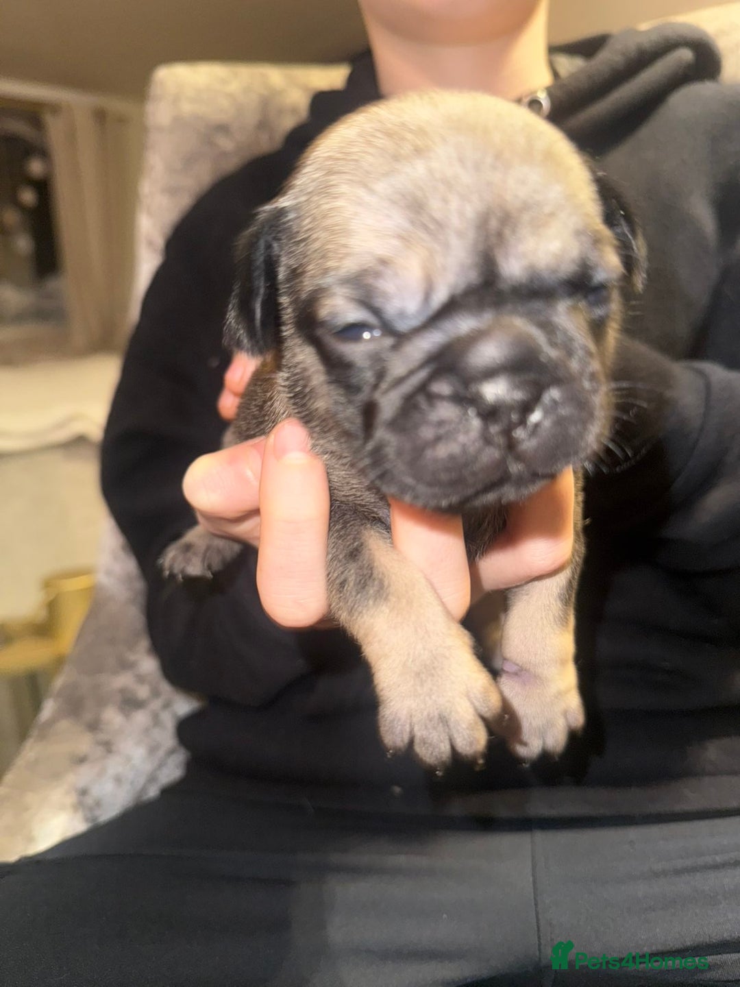Frug dogs for sale: Frug puppies - Advert 5