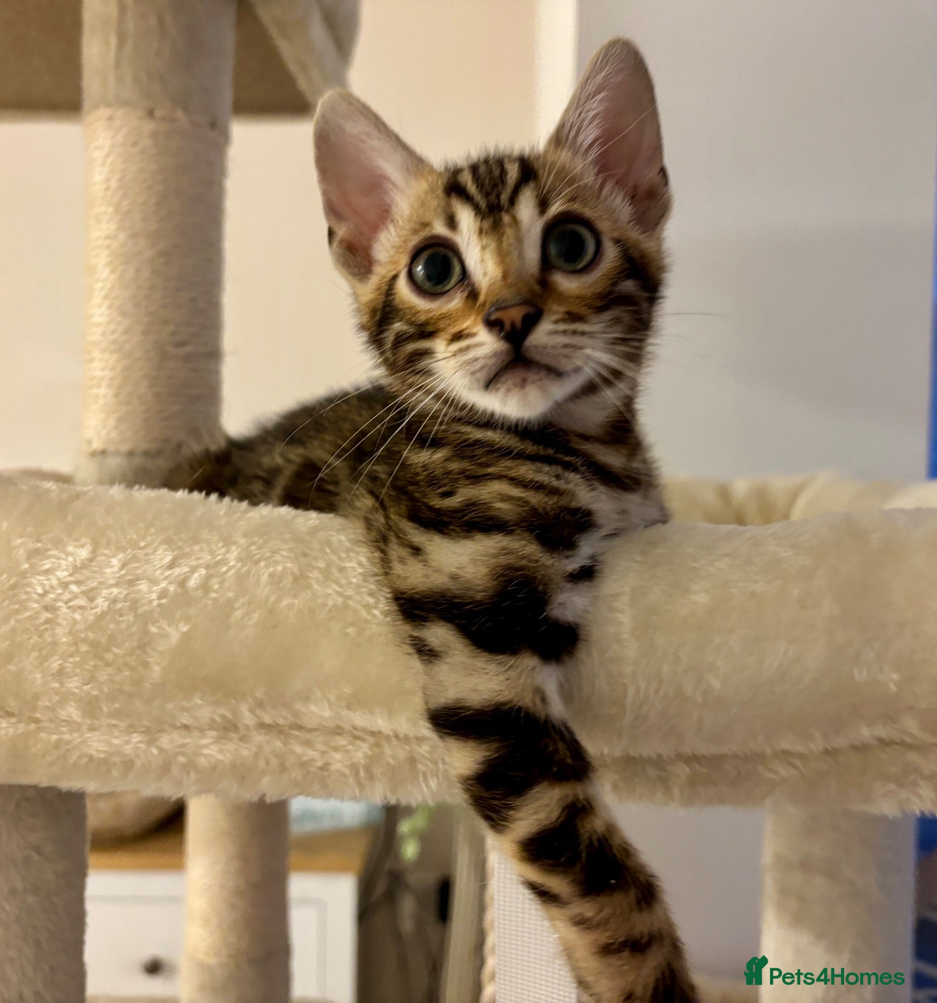 Bengal cats 🏆🥇Gorgeous Luxury Bengal Cubs Ready🥇🏆 - Advert 7