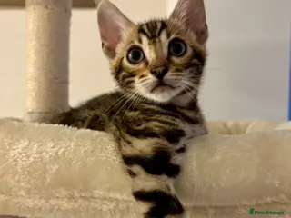 Bengal cats 🏆🥇Gorgeous Luxury Bengal Cubs Ready🥇🏆 - Advert 7