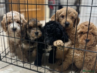 Cockapoo dogs Beautiful mini cockapoo puppy’s🩷🩵 - Advert 1