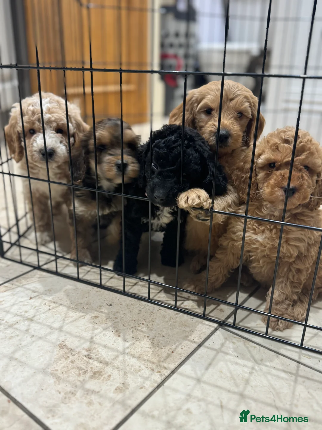 Cockapoo dogs for sale: Ready now!!Beautiful mini cockapoo puppy’s🩷🩵 - Advert 10