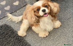 Cavalier King Charles Spaniel dogs for sale: Cavalier king Charles spaniel female Ruby puppy in Wolverhampton - Image 3
