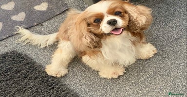 Cavalier King Charles Spaniel dogs in Wolverhampton - Advert 3