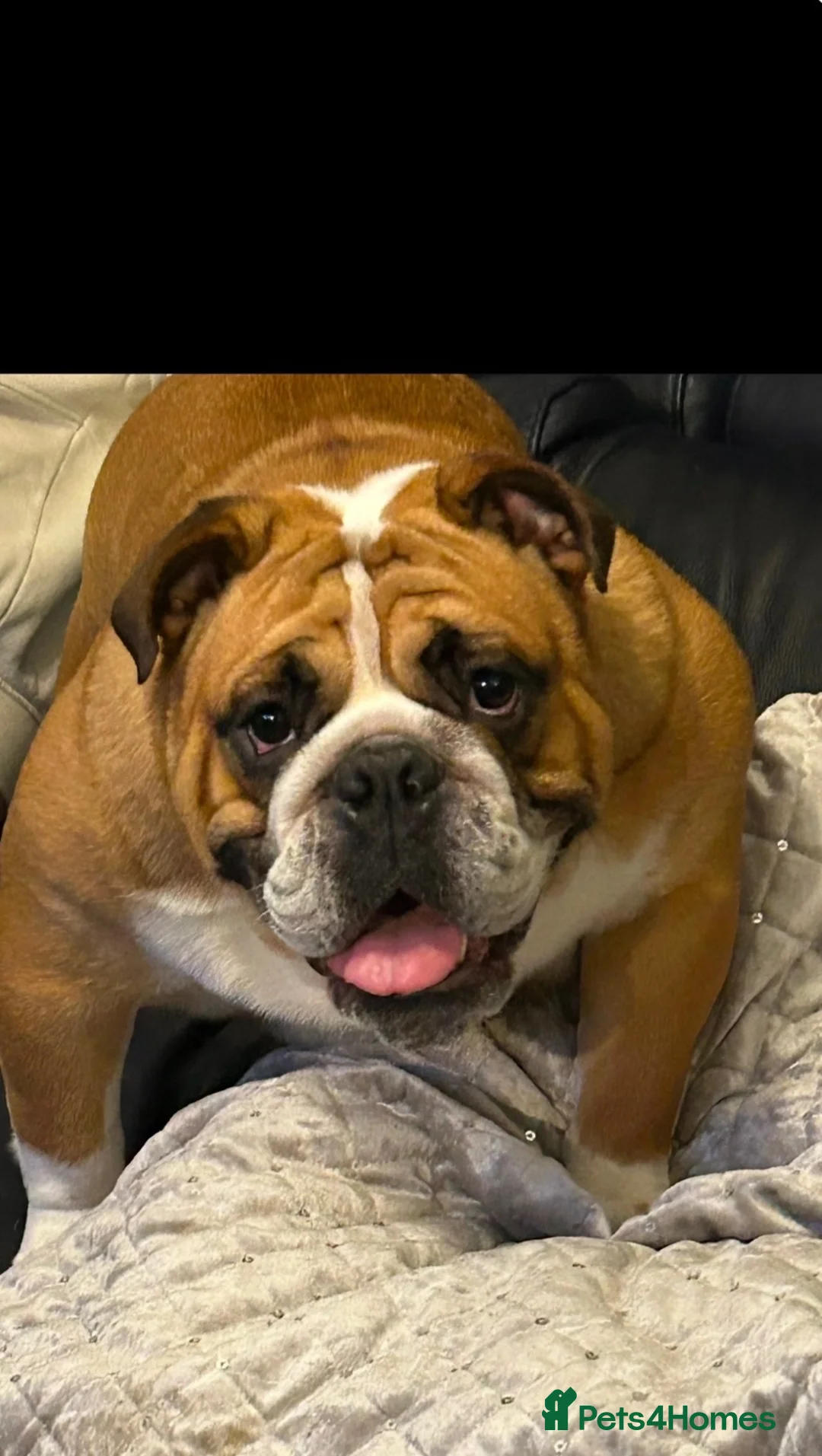English Bulldog dogs for sale: Gorgeous 2 year old girl **PLEASE READ ALL BELOW** - Advert 1
