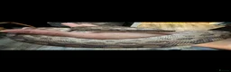 Boa Snake reptiles for sale: Paraguayan Rainbow Boa - Advert 3