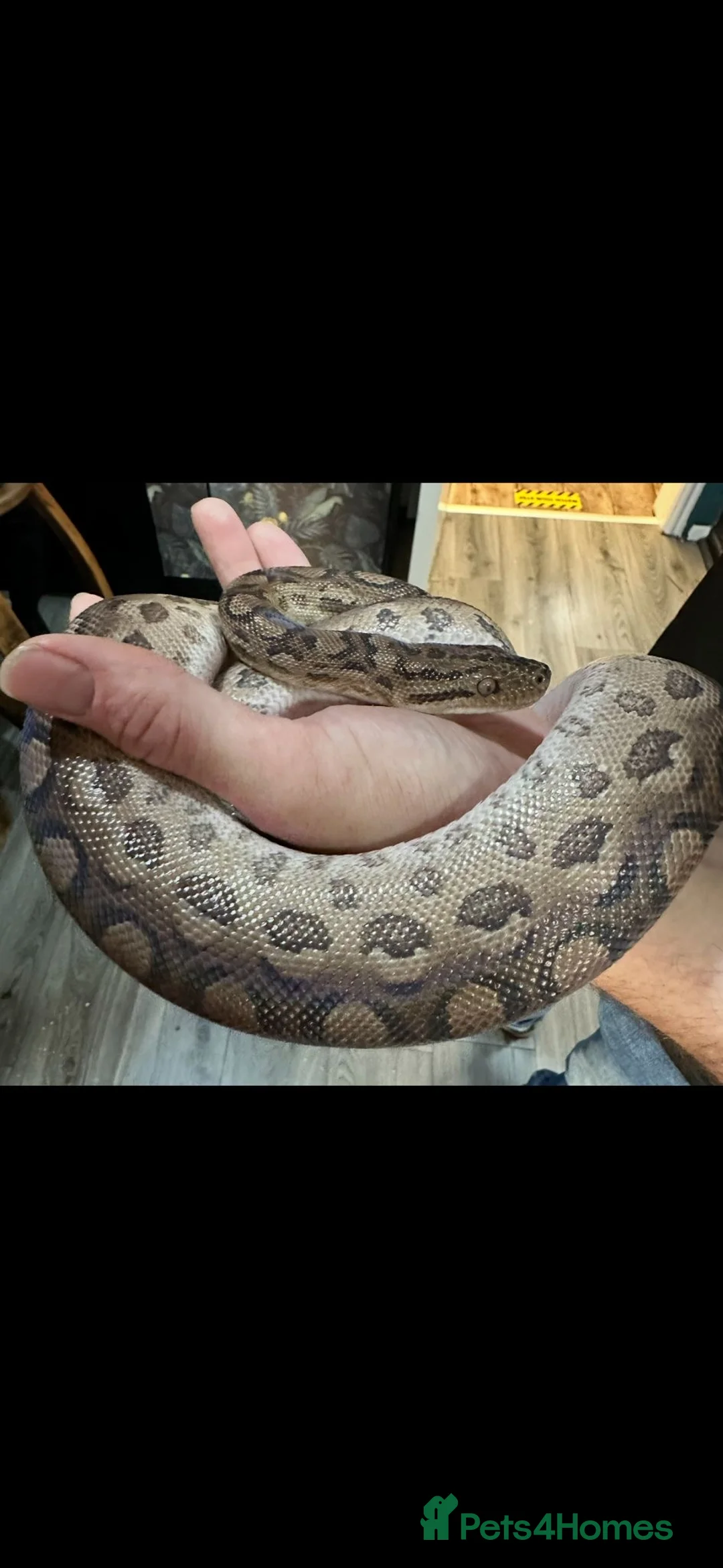 Boa Snake reptiles for sale: Paraguayan Rainbow Boa - Advert 3