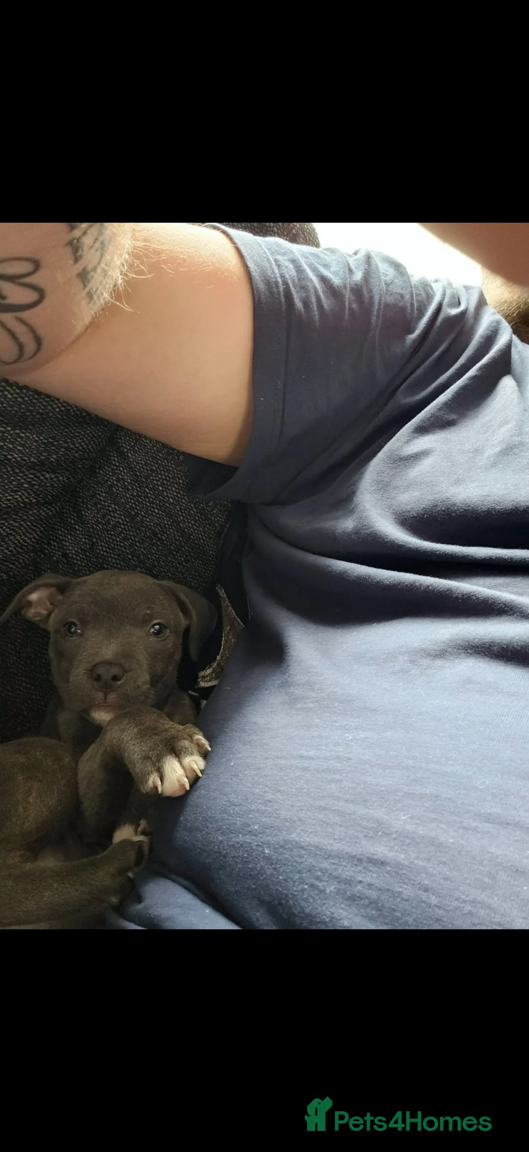 Staffordshire Bull Terrier dogs for sale: Beautiful female staffy  - Advert 4