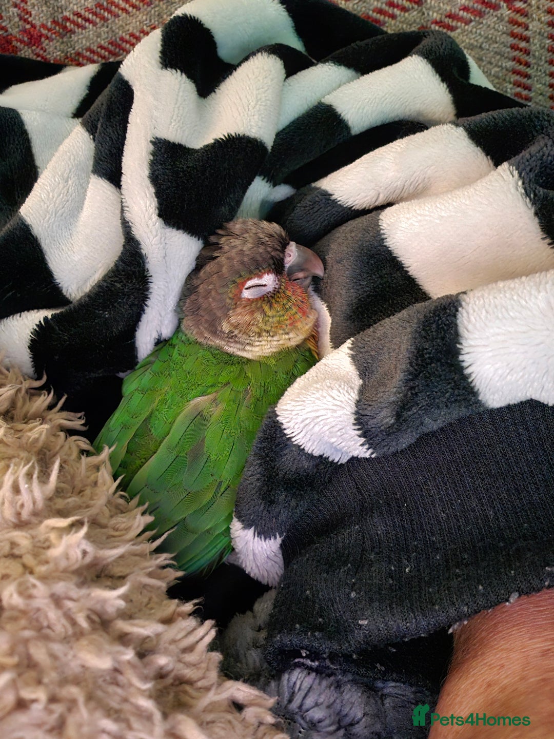 Parakeets birds for sale: Green Cheeked Conure. - Image 8