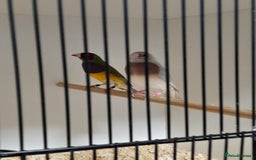Finches birds for sale: Gouldian Finches for sale  - Image 5