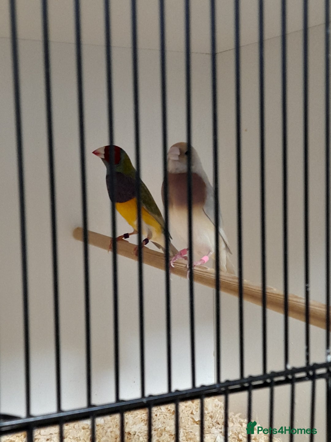 Finches birds for sale: Gouldian Finches for sale  - Image 5