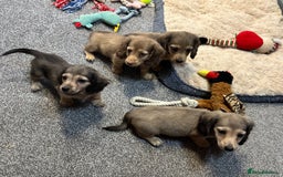 Miniature Dachshund dogs for sale: Gorgeous shaded cream pups - Image 27