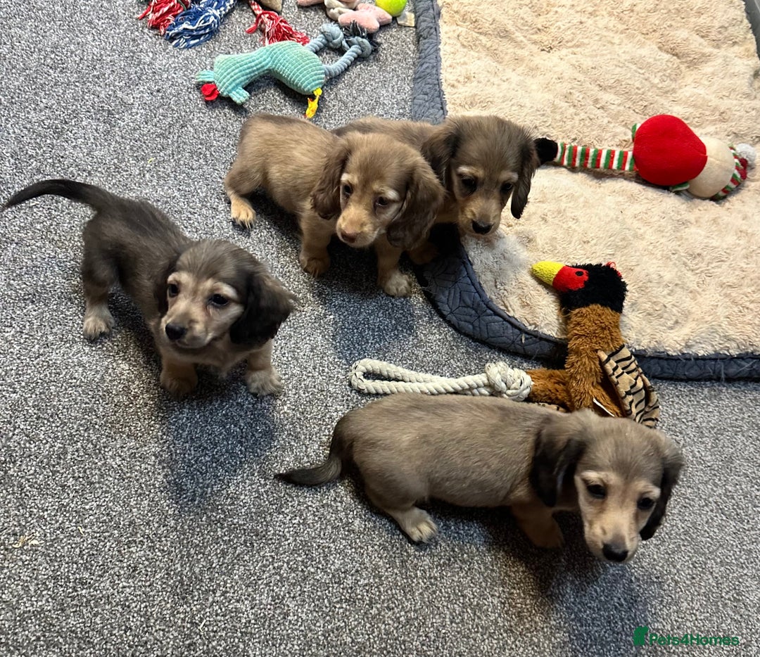 Miniature Dachshund dogs for sale: Gorgeous shaded cream pups - Image 27