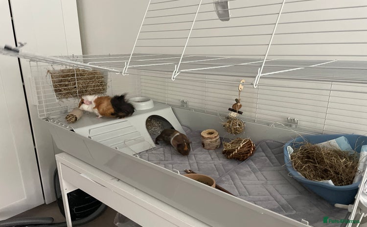 Guinea Pig rodents - Advert 2