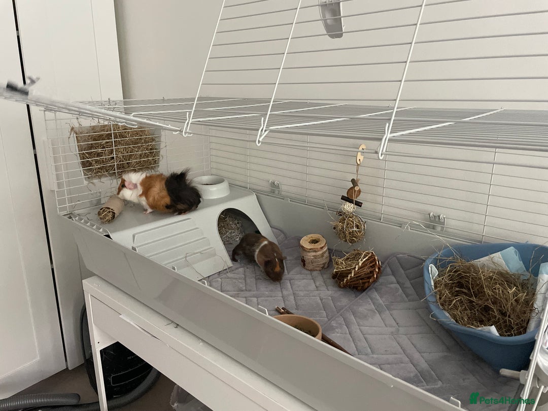 Guinea Pig rodents for sale: 2 Male Guinea Pigs for sale  - Image 1