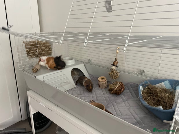 Guinea Pig rodents - Advert 10