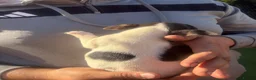 Jack Russell dogs for sale: Jack Russell puppies  - Advert 12