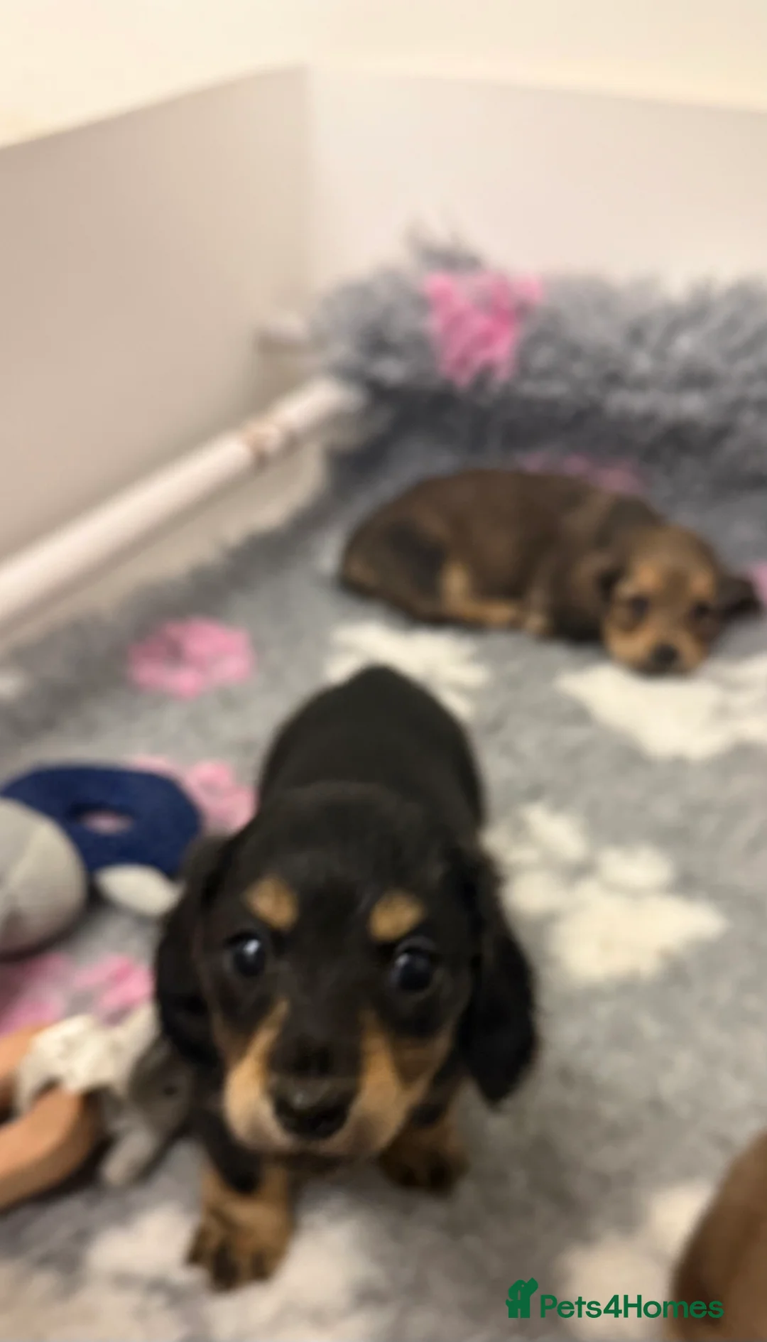Miniature Dachshund dogs for sale: Miniature long haired Dachshund puppies Kc reg  - Advert 20