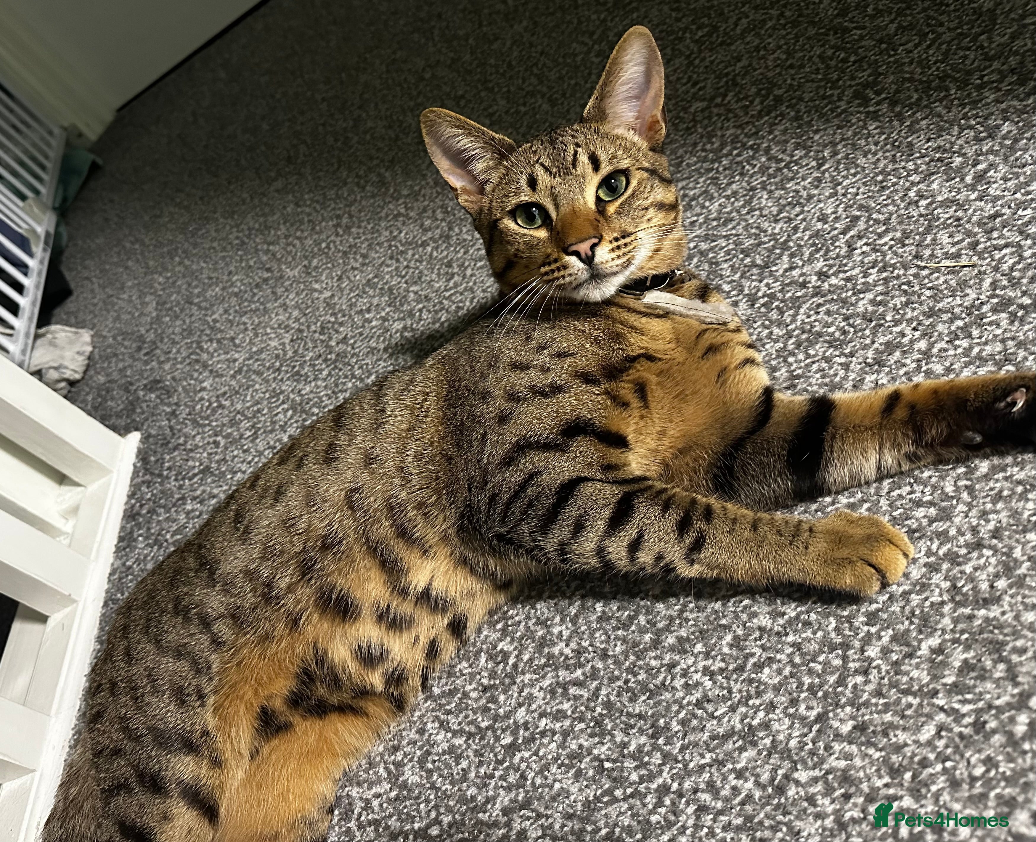 Savannah cats Male Savannah cross for sale/rehoming 3 YEARS OLD  - Advert 3