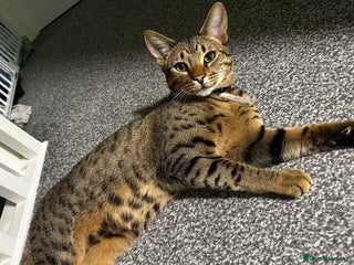 Savannah cats Male Savannah cross for sale/rehoming 3 YEARS OLD - Advert 3