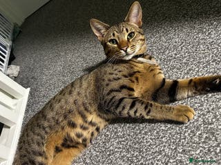 Savannah cats Male Savannah cross for sale/rehoming 3 YEARS OLD - Advert 5