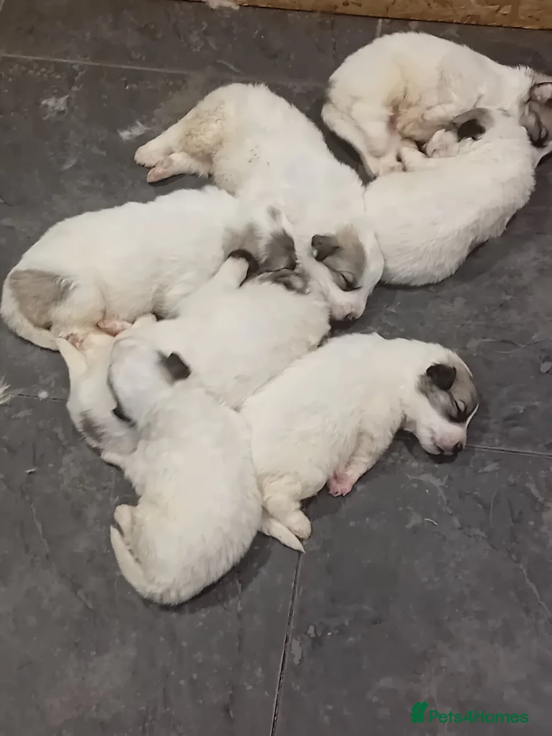 Pyrenean Mountain Dog dogs for sale: 7 beautiful pyrenean puppies  in Spalding - Advert 17