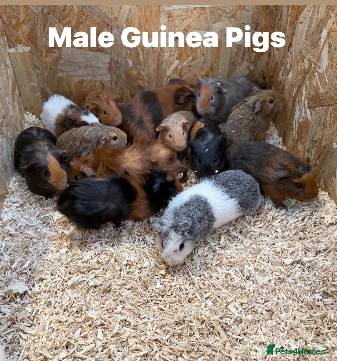 Guinea Pig rodents for sale: Guinea pigs in a range of colours  - Advert 2