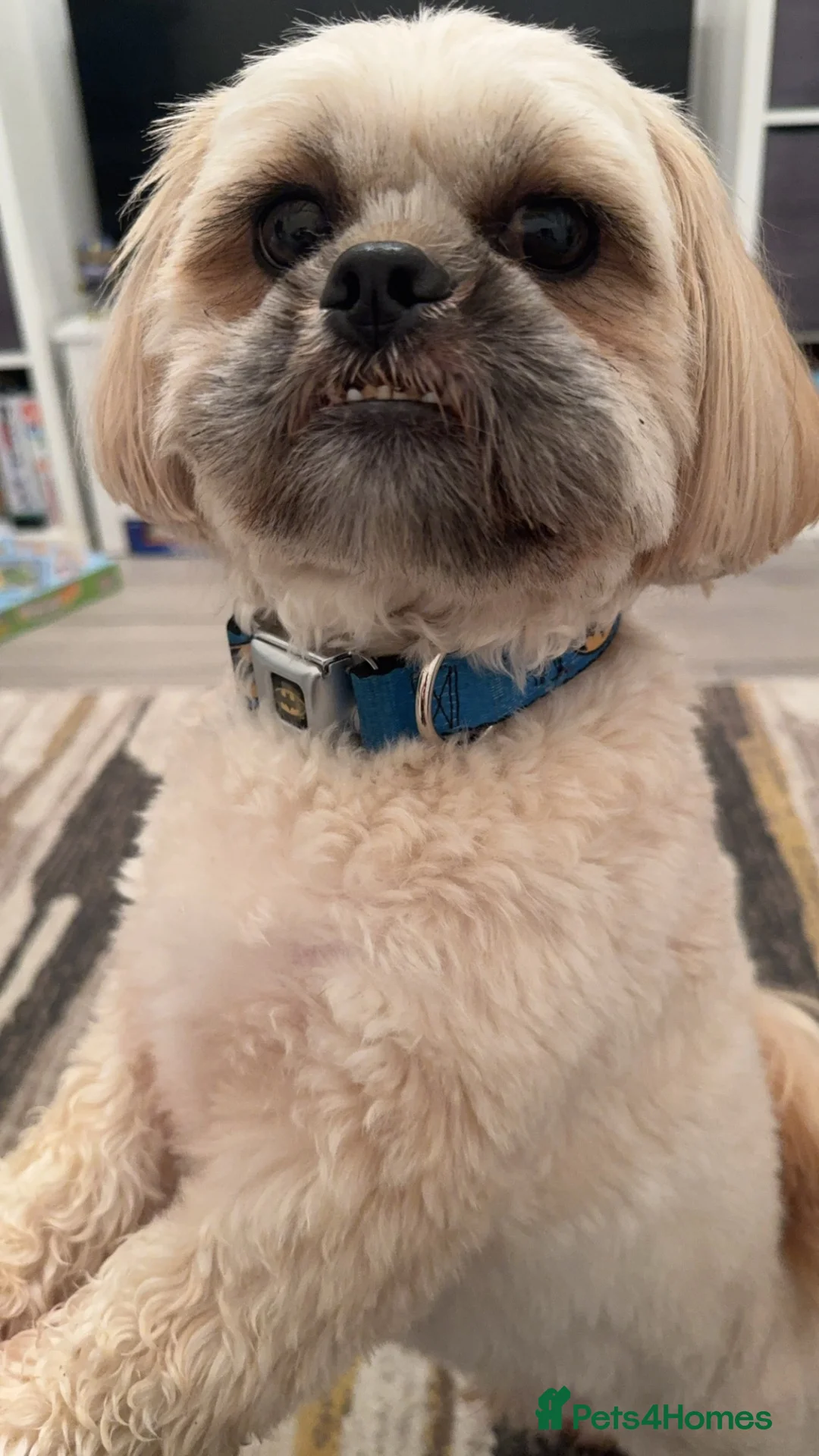 Mixed Breed dogs for sale: Boy dog Tedi in Swansea - Advert 2