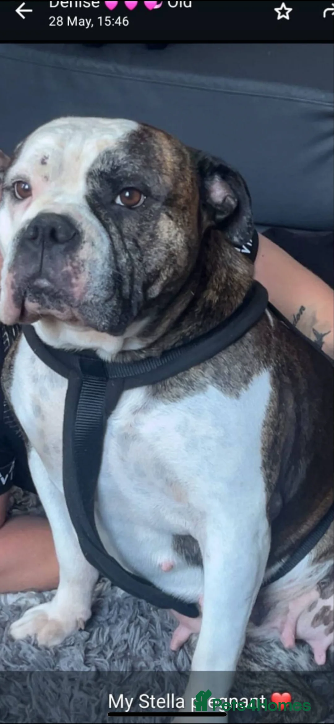 American Bulldog dogs for sale: Monty 7 month old American Bulldog  - Advert 6