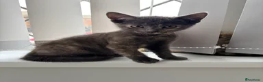 Mixed Breed Kitten 1