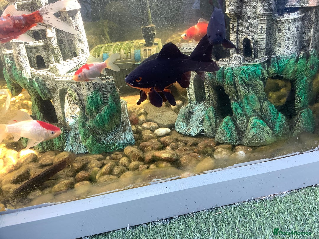 Pond Fish fish for sale: Pond fish - Image 4