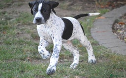Pointer dogs for sale: ⭐️ 2 beautiful boys looking for forever homes⭐️ - Image 1