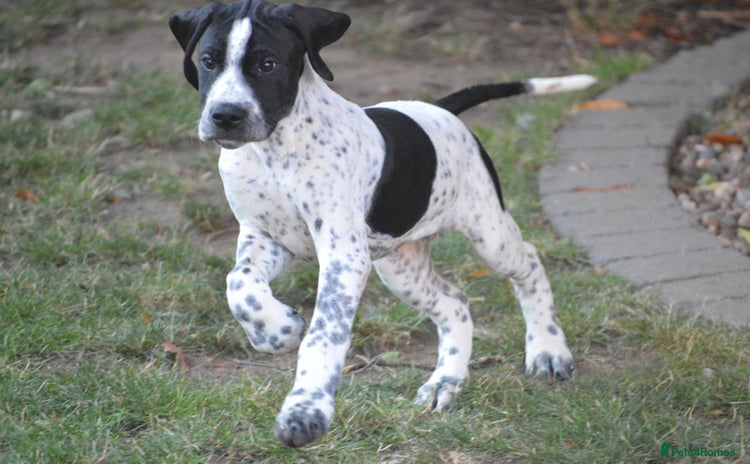 Pointer dogs - Advert 1