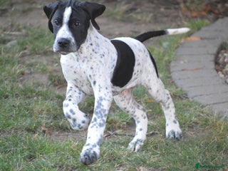 Pointer dogs - Advert 13