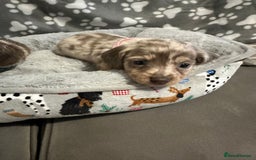 Miniature Dachshund dogs for sale: Miniature dachshunds  - Advert 20