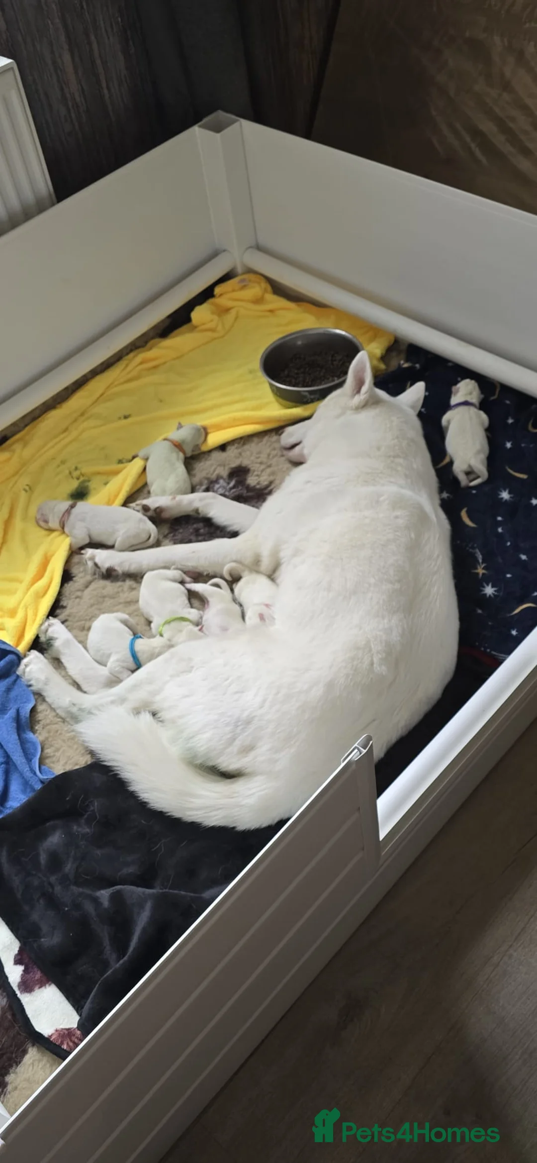 Siberian Husky dogs for stud: White Siberian Husky - Advert 24