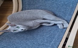 Russian Blue cats for sale: Pure Russian Blue kittens 💙  - Image 23