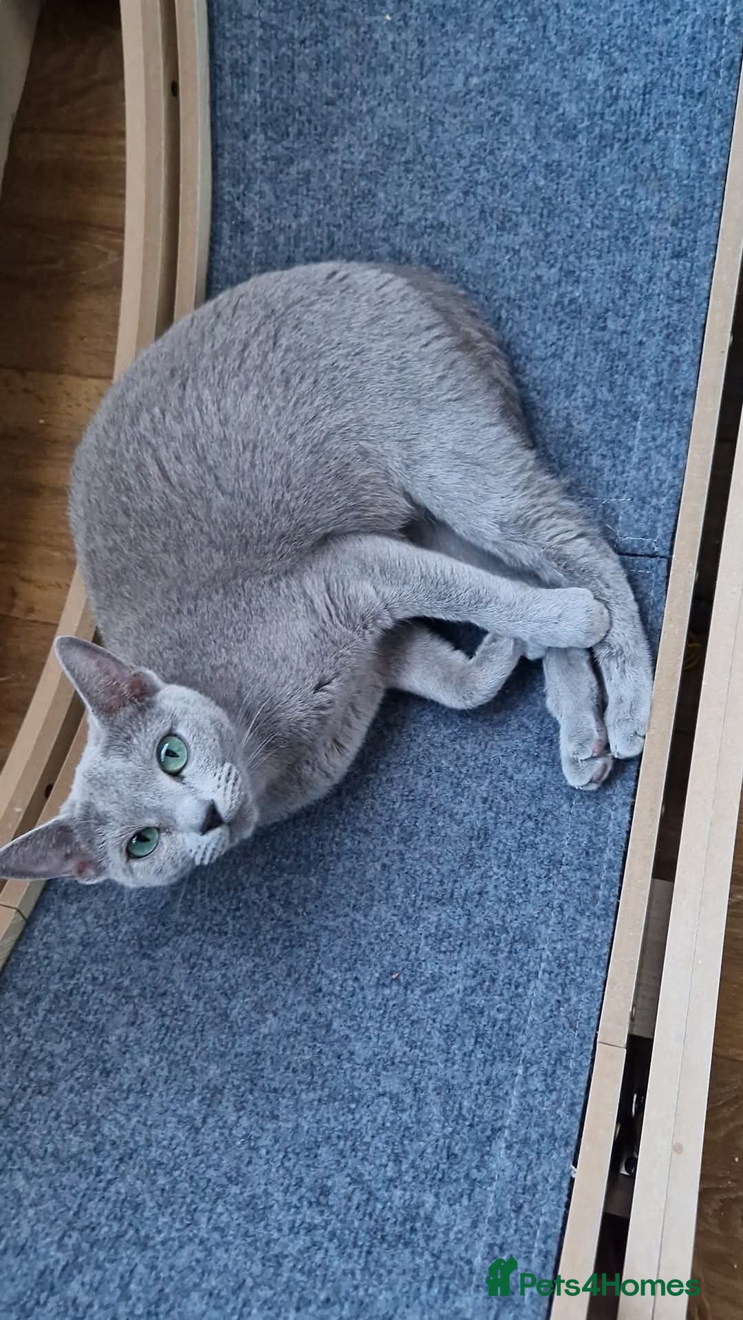 Russian Blue cats for sale: Pure Russian Blue kittens 💙  - Image 23