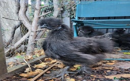 Chickens poultry for sale: Black silkie Cockerell  - Image 5