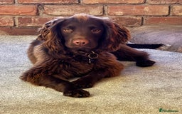 Sprocker dogs for sale: For sale - Image 1