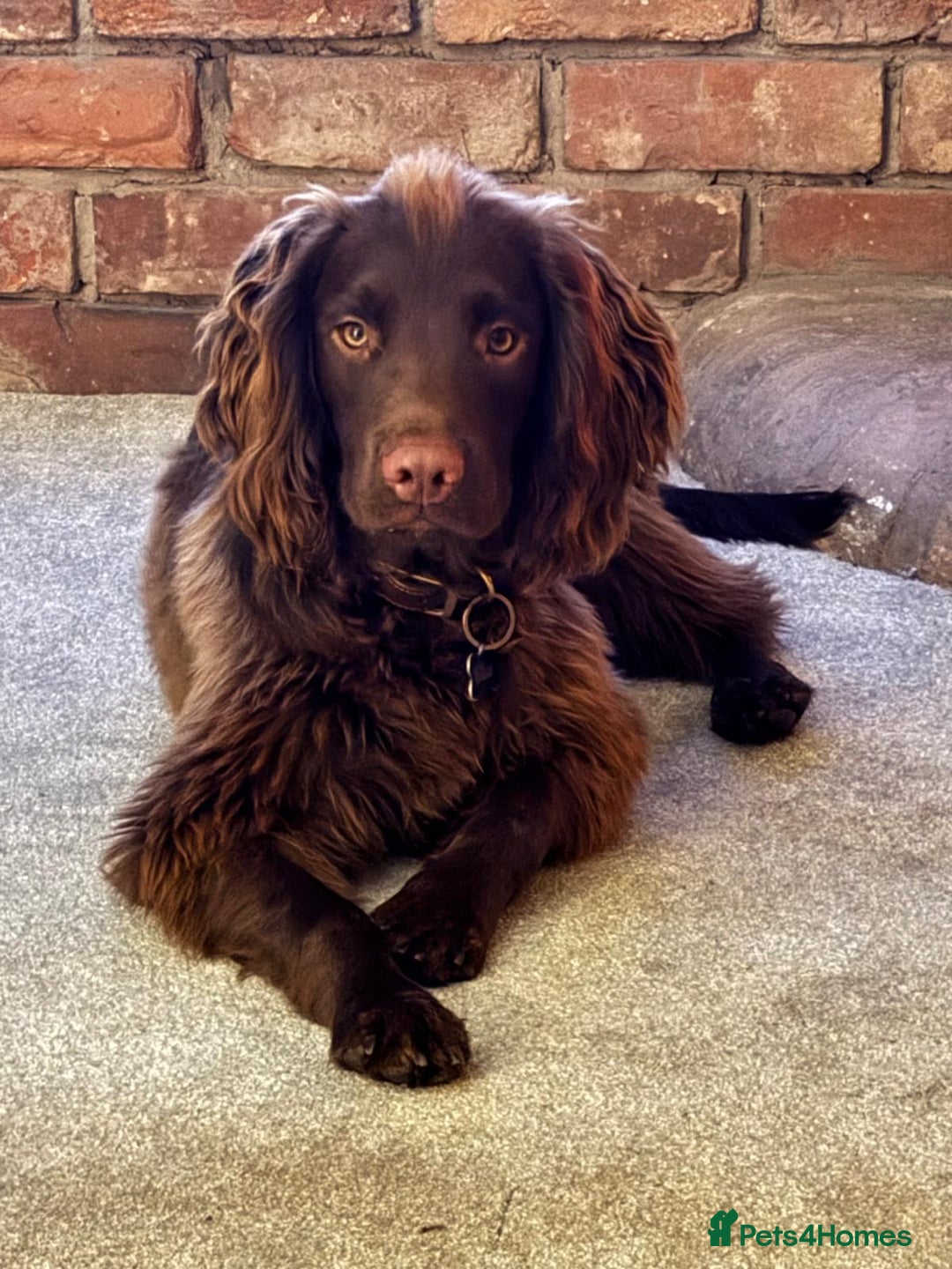 Sprocker dogs for sale: For sale - Image 1