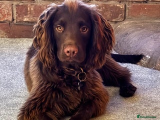 Sprocker dogs - Advert 2