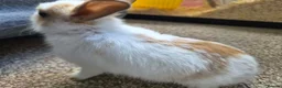 Netherland Dwarf rabbits for sale: Neverland dwarf mix  in Willenhall - Advert 6