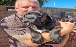Cane Corso dogs for sale: Italian cane corso puppies  - Image 13