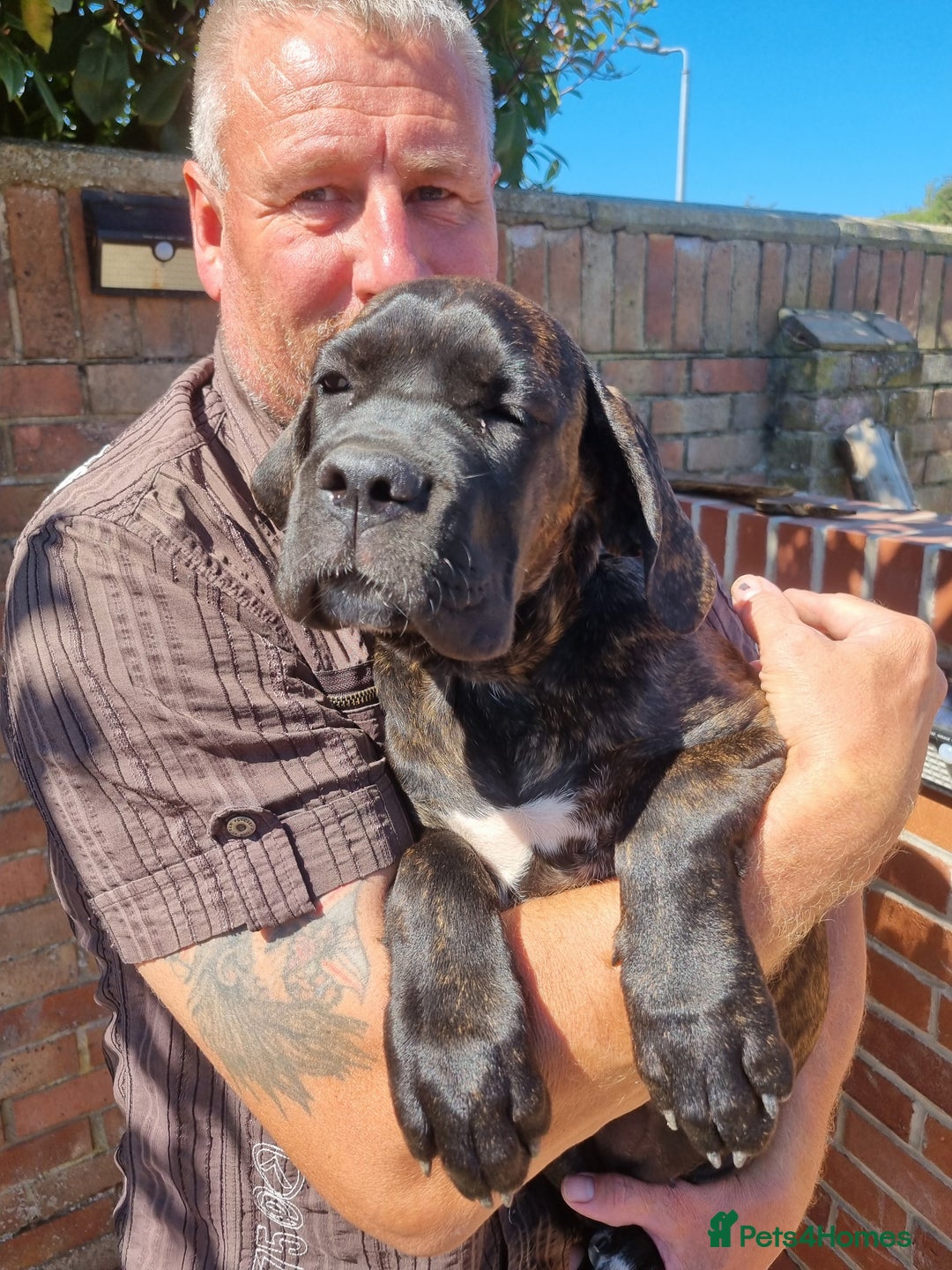 Cane Corso dogs for sale: Italian cane corso puppies  - Image 13