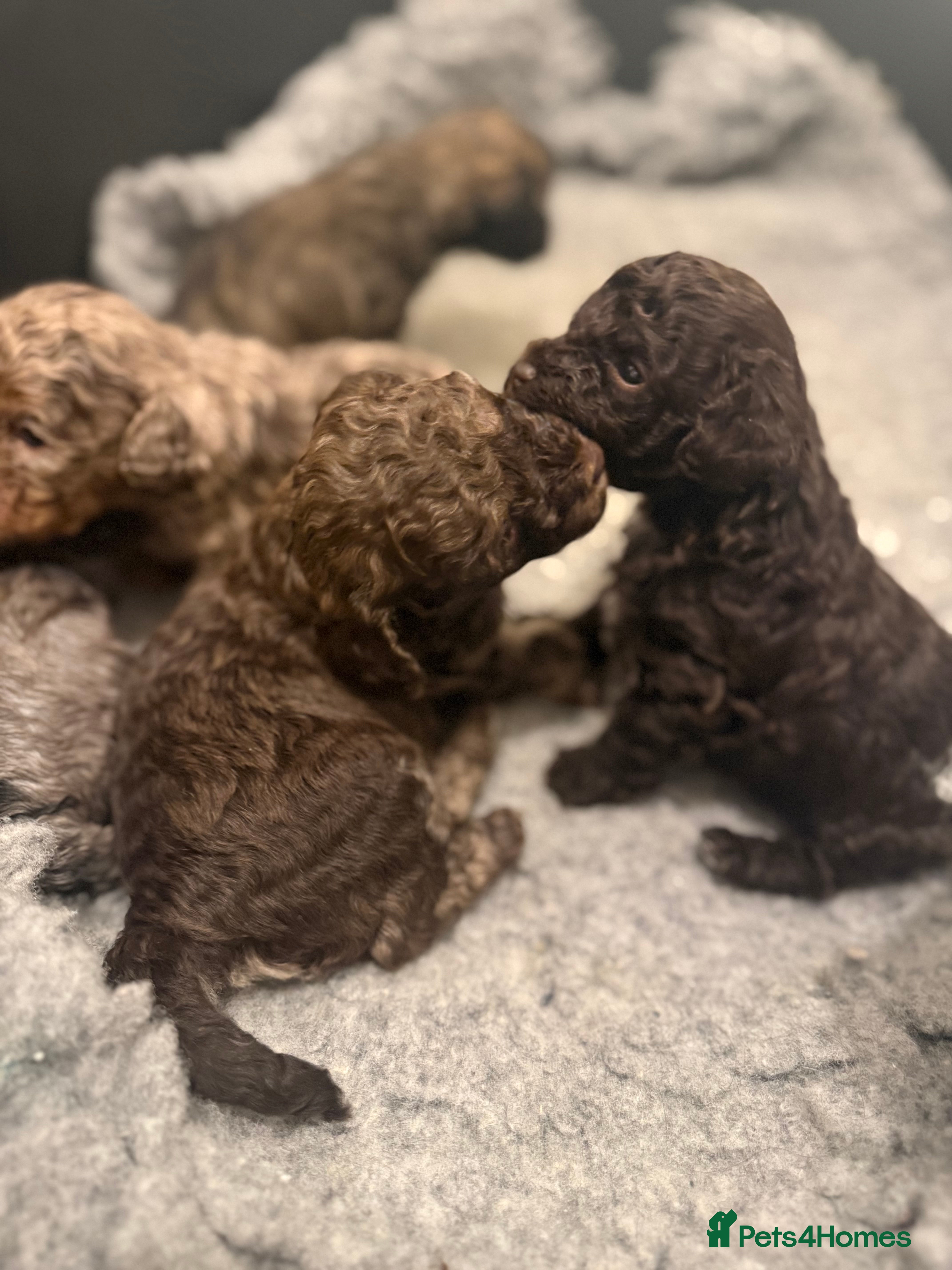 Poochon dogs 1 Poochon boy left with stunning sable colouring  - Advert 9